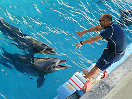 You Can Swim With Them Anytime